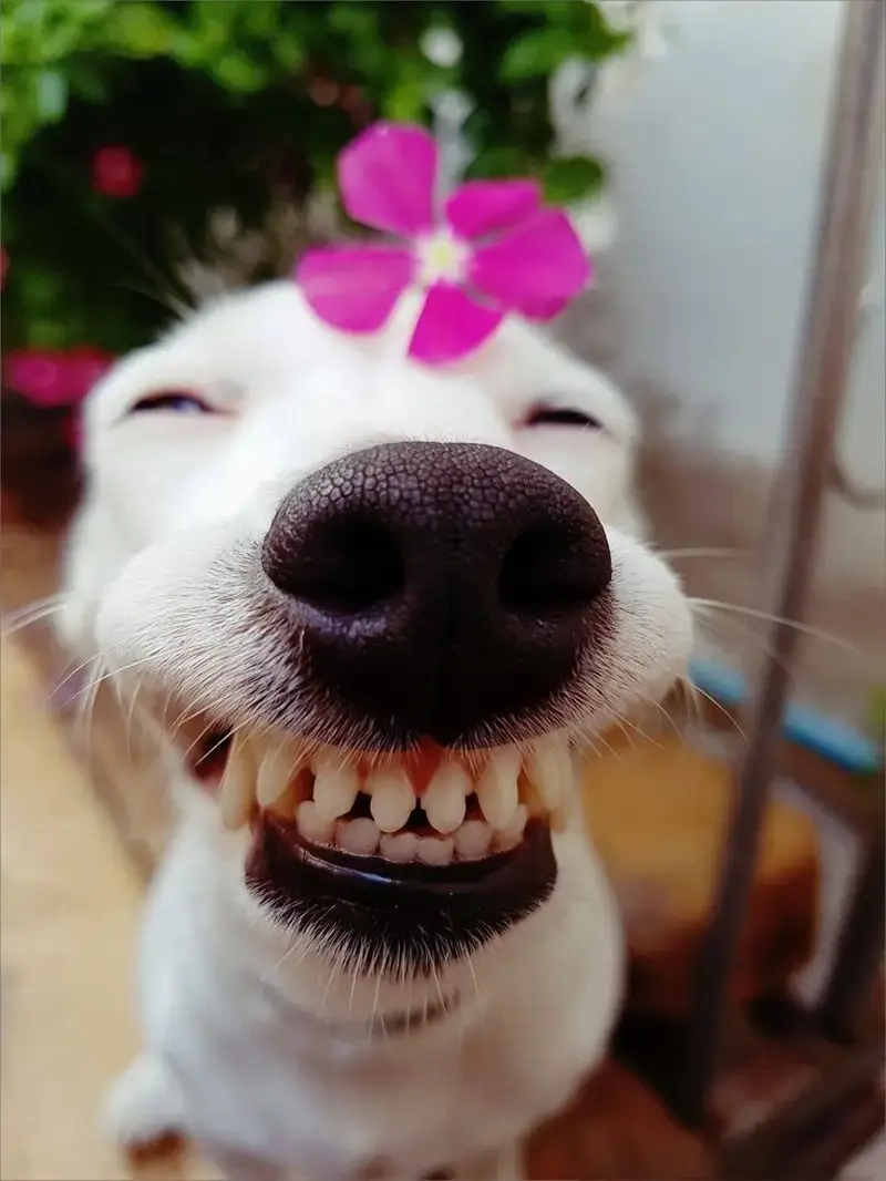 Lan tỏa năng lượng tích cực qua từng meme yêu đời dễ thương