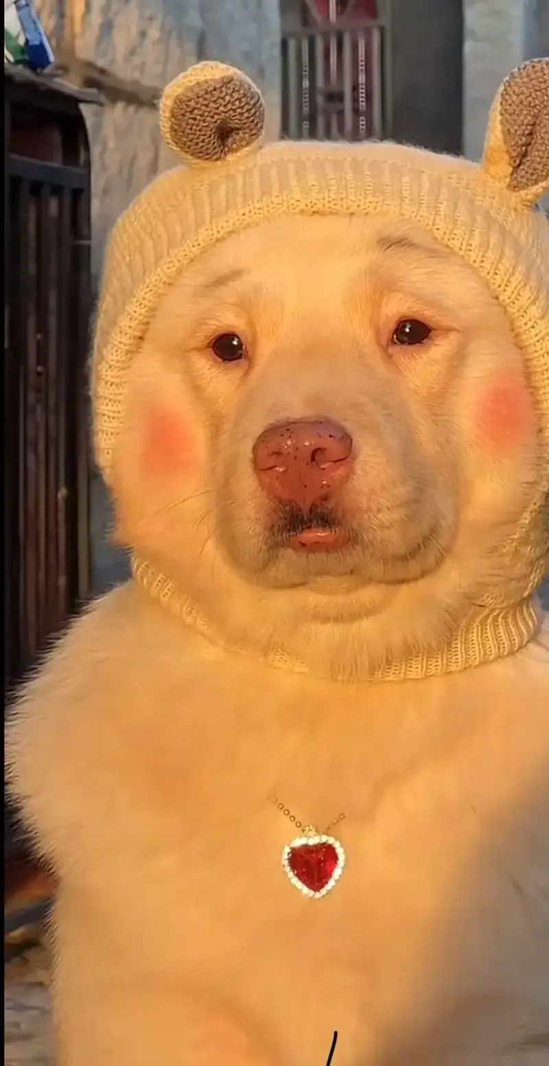 Meme cute làm mềm mọi cuộc trò chuyện lạnh lùng.