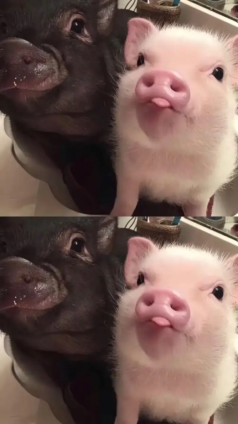 Cuộc sống sẽ nhẹ nhàng hơn nếu mỗi ngày có một meme yêu đời