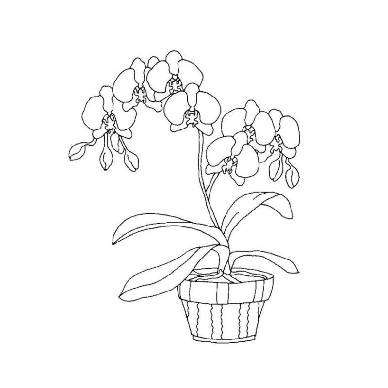 Chia sẻ ngay ảnh tô màu bông hoa đẹp dễ thương