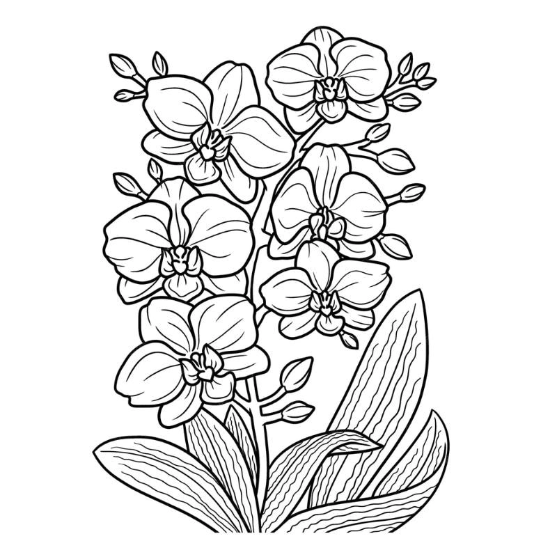 Khám phá hình bông hoa cho bé tô màu