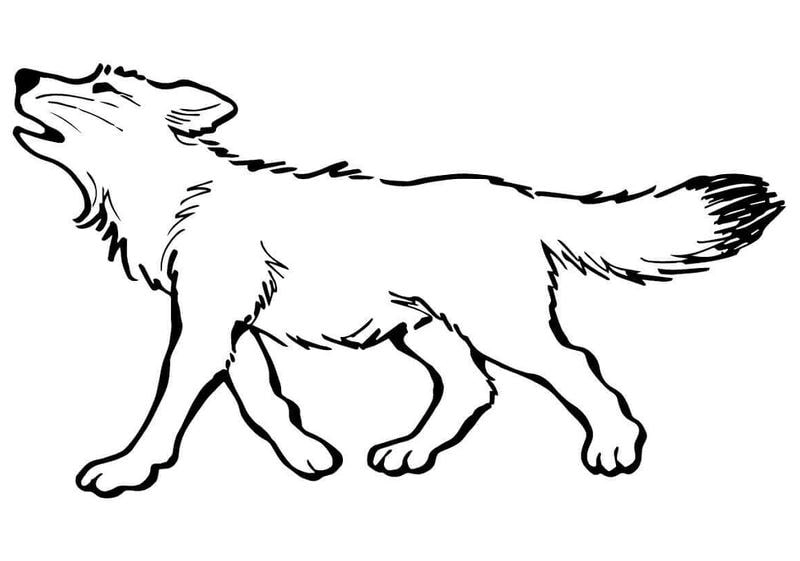 Sáng tạo với tô màu con chó sói siêu dễ thương