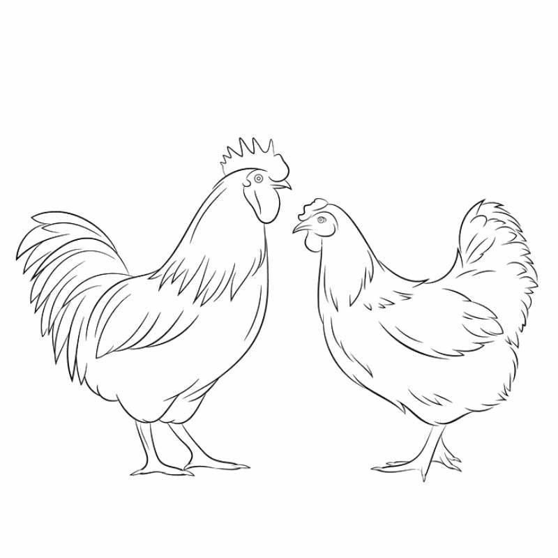 Thỏa sức vẽ hình ảnh con gà tô màu
