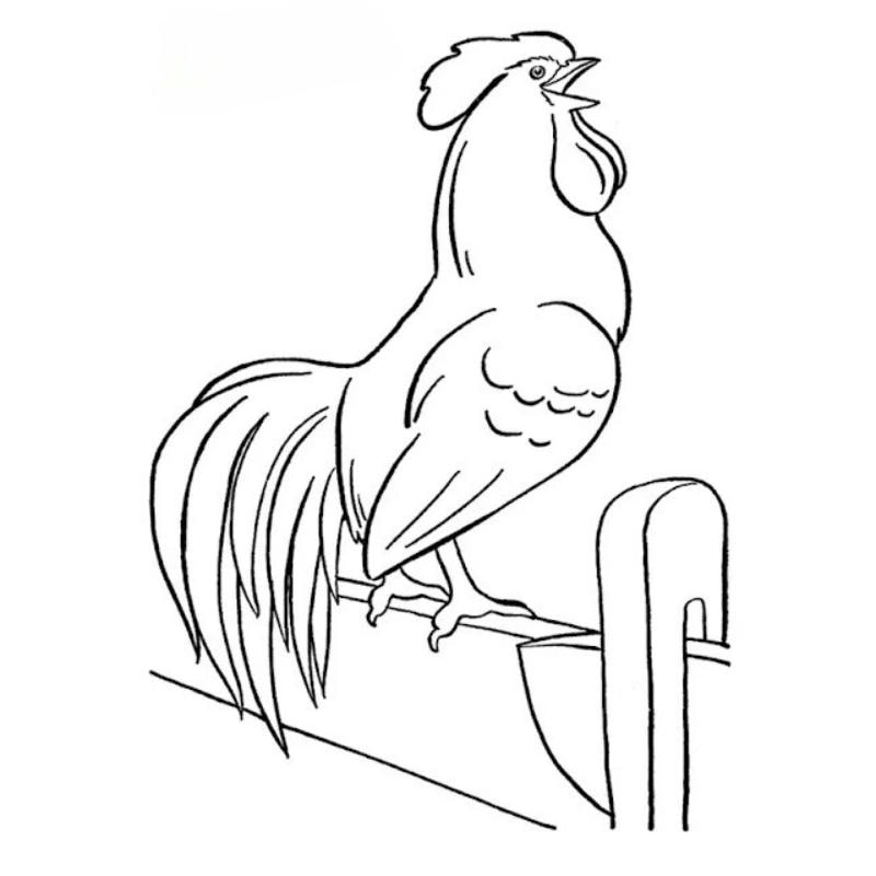 Vẽ vui con gà tô màu cho bé dễ thương