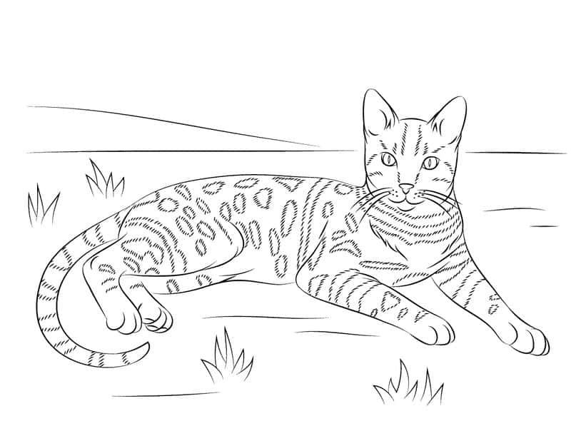 Sáng tạo cùng tô màu con mèo chibi vui
