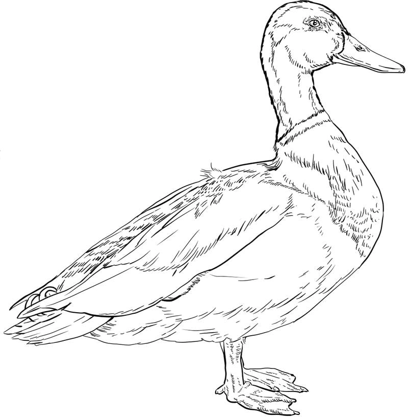 Tập tô sinh động với tranh tô màu đàn vịt