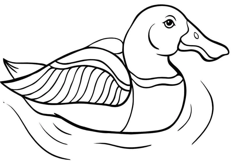 Học mà chơi với tranh tô màu con vịt cho bé