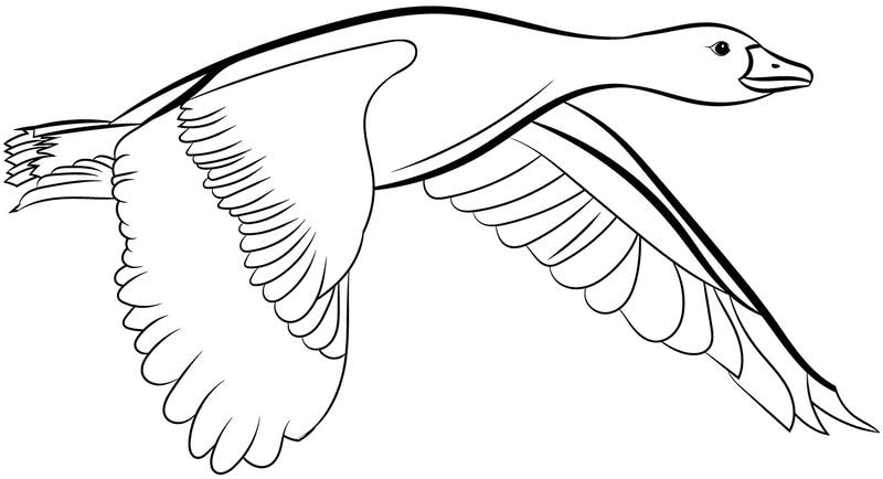 Giúp bé làm quen với tranh tô màu vịt