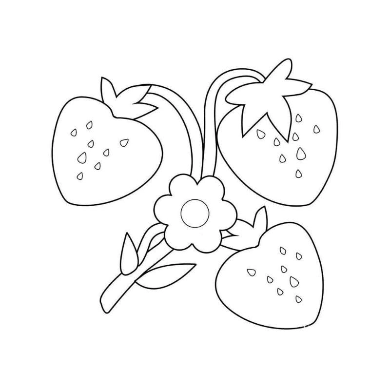 Bé học tô với hình ảnh trái cây cho bé tô màu dễ dàng