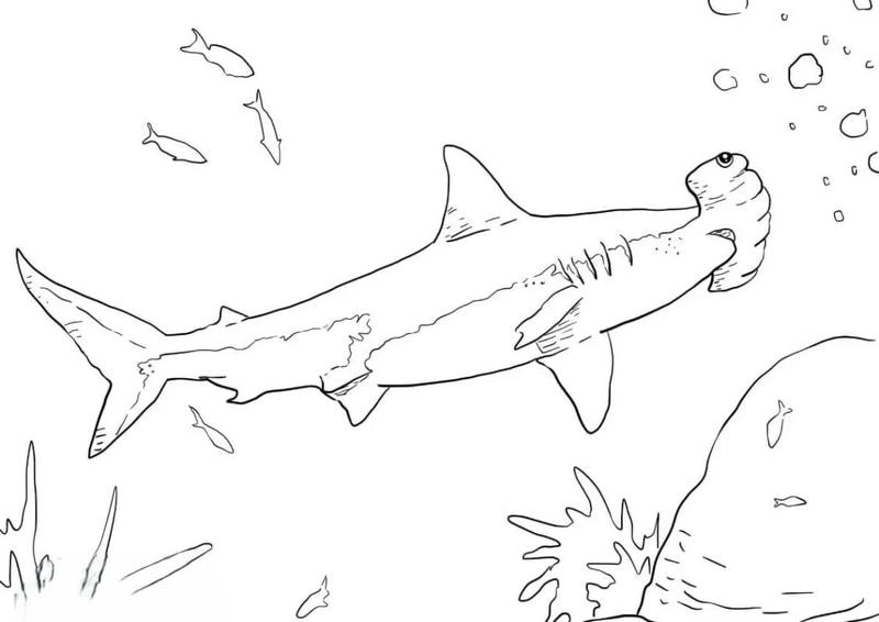 Cá mập đầu búa tô màu với hình ảnh sinh động bé nào cũng thích