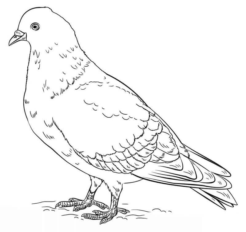 Thư giãn cùng bộ tranh tô màu con chim bồ câu phong phú thuộc tranh tô màu con chim hấp dẫn