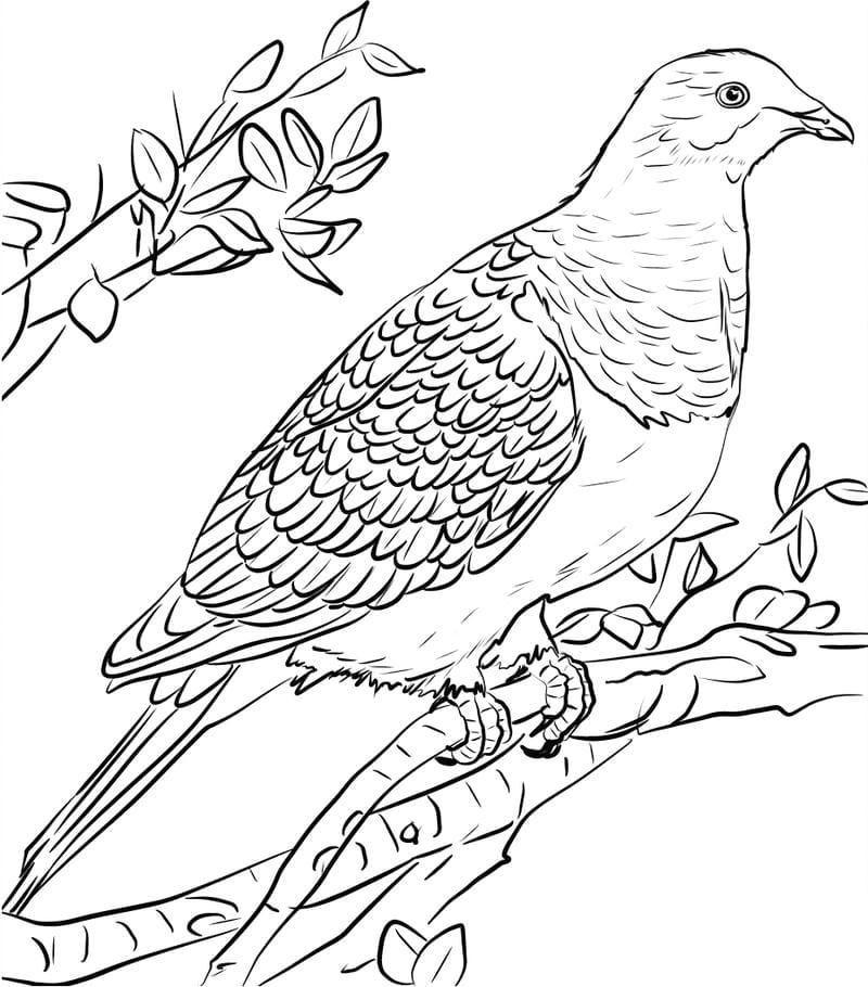 Bé rèn luyện tay khéo với mẫu tô màu chim bồ câu đáng yêu trong tranh tô màu con chim