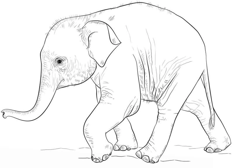 Bộ sưu tập tranh tô màu con voi dễ thương được bé yêu thích nhất