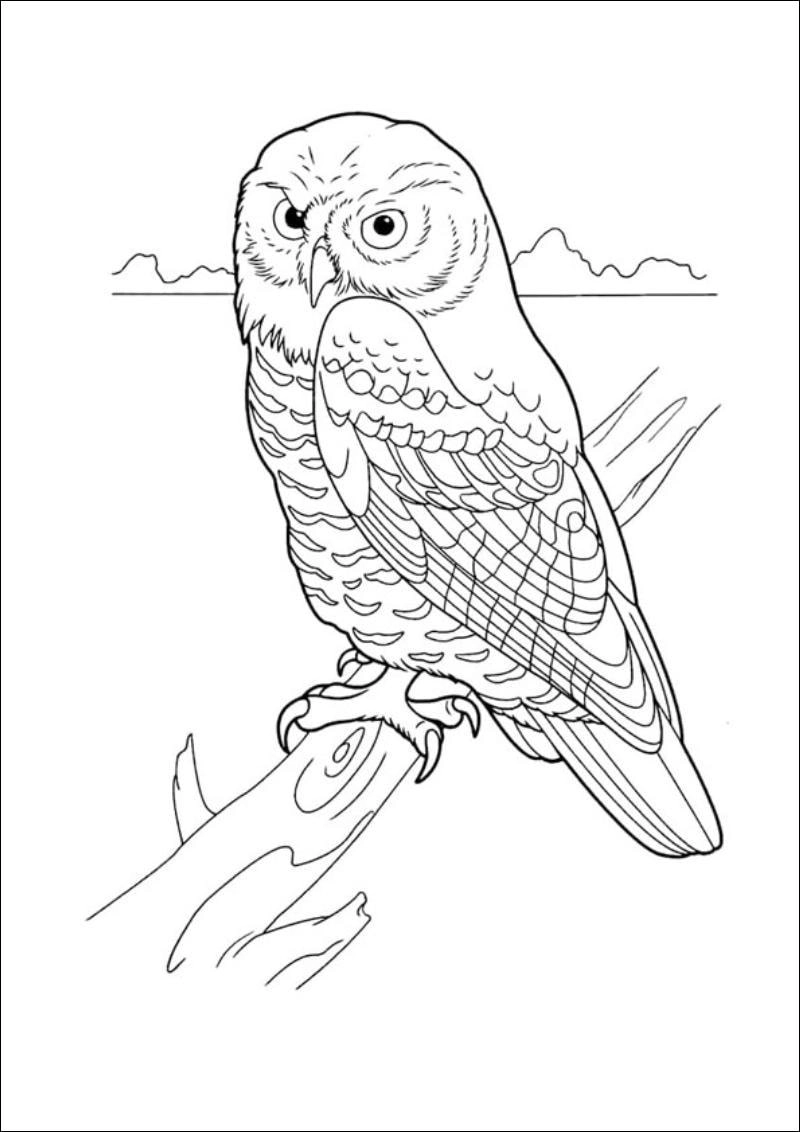 Khám phá thiên nhiên bằng tranh tô màu chủ đề động vật