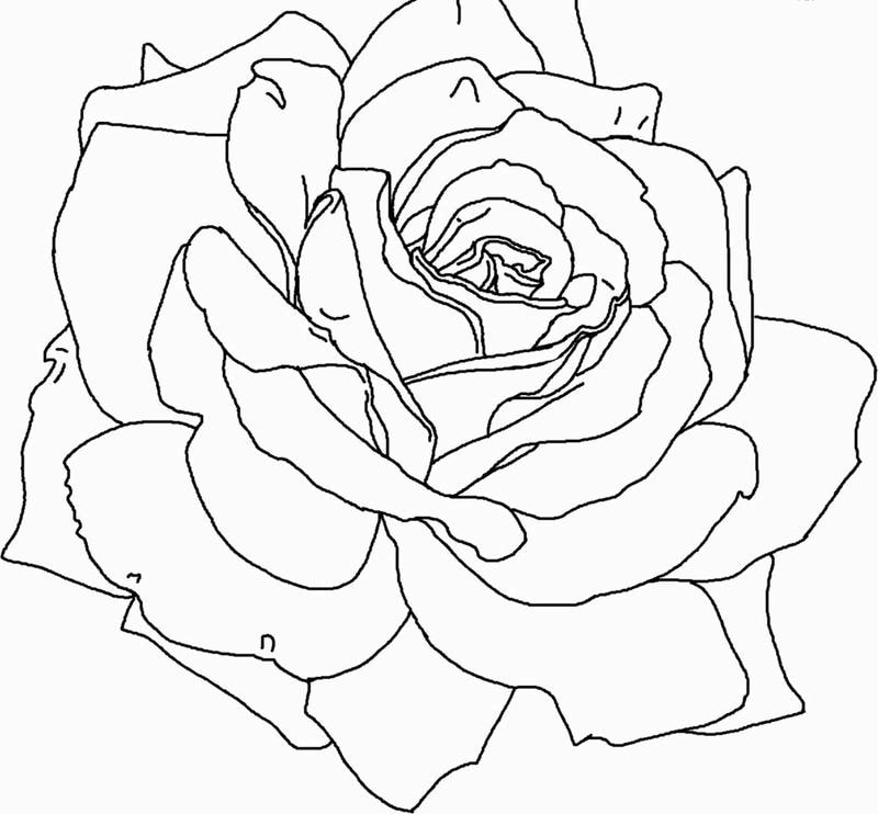 Bé vui học màu sắc với tranh tô màu hoa hồng và tô màu hoa hồng đẹp