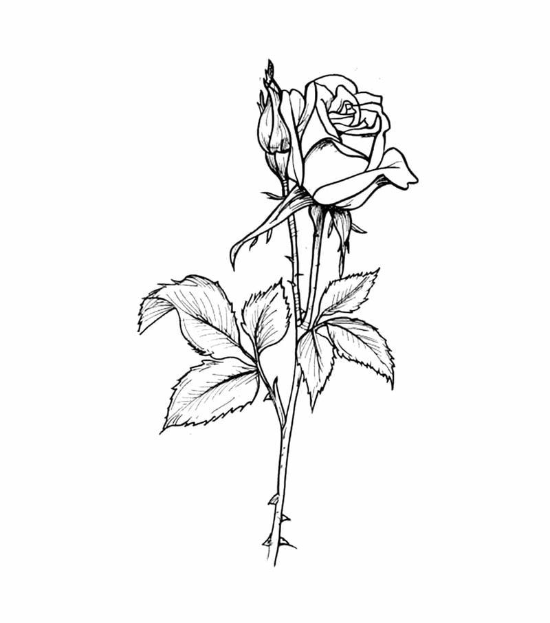 Hình ảnh sắc nét trong tranh tô màu hoa hồng và tranh tô màu bông hoa hồng