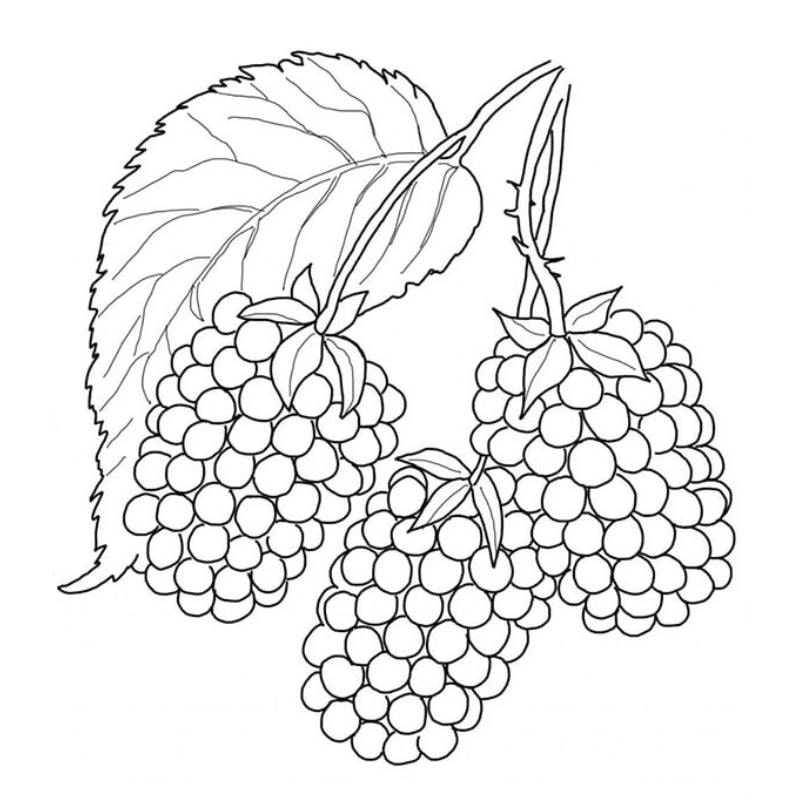 Tô màu vui nhộn với hình ảnh quả nho tô màu sinh động