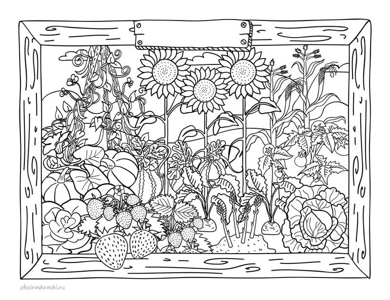 Tranh tô màu quả đơn giản phù hợp mọi độ tuổi