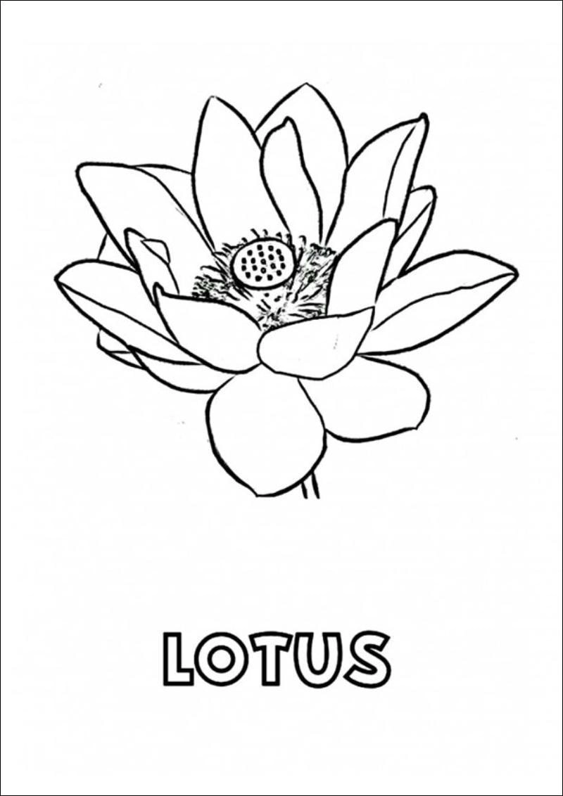 Tranh tô màu hoa sen đẹp cho bé tô tô màu hoa sen thật vui