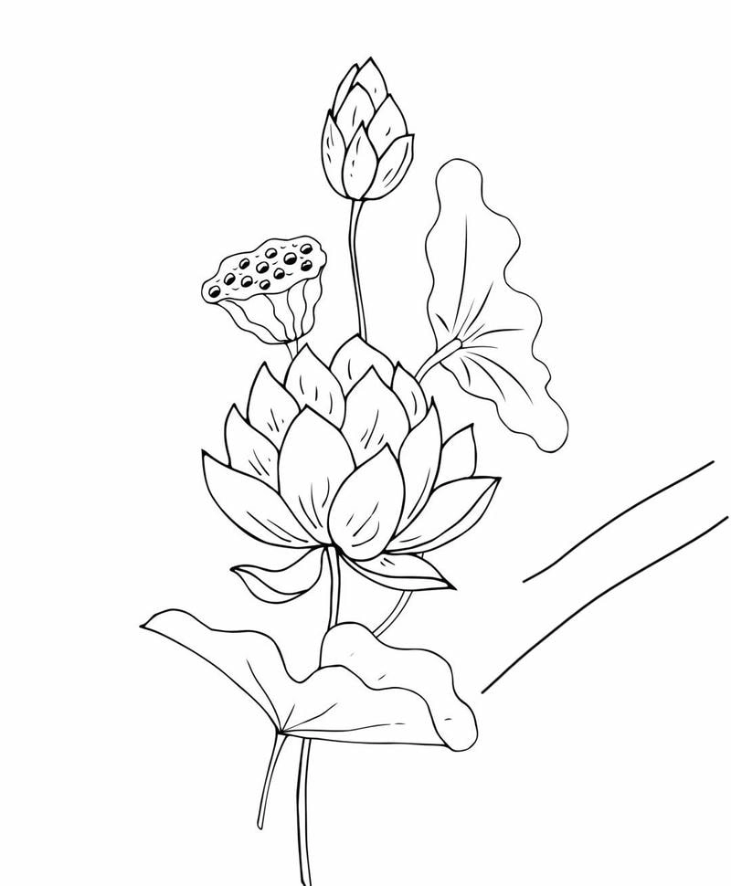 Thử thách nghệ thuật với cách tô hoa sen bằng màu nước đầy sáng tạo