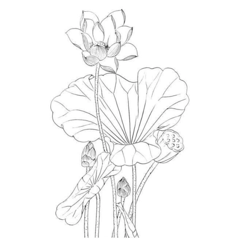 Bé vui chơi với tranh tô màu hoa sen cho bé siêu hay tranh tô màu hoa sen