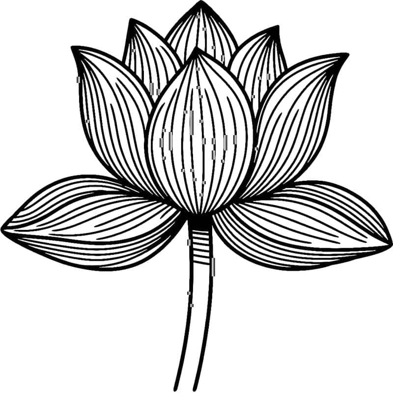 Tải tranh tô màu bông hoa sen chi tiết tranh tô màu hoa sen cho bạn