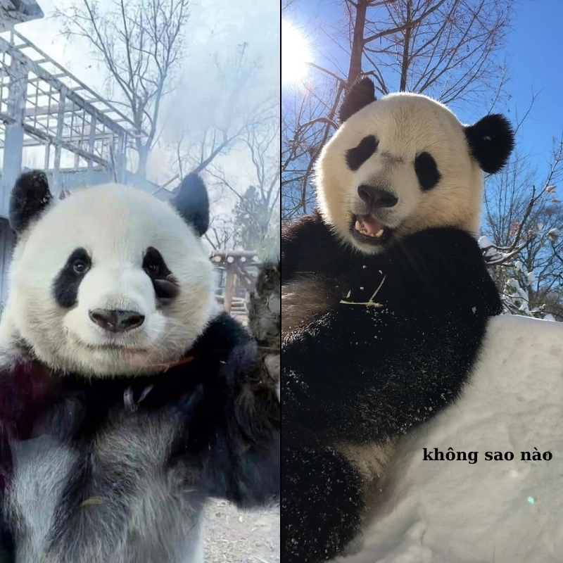 Bộ sưu tập meme an ủi người khác siêu đáng yêu