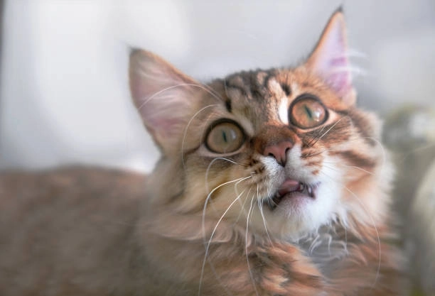 Cập nhật bộ sưu tập ảnh hài meme mèo cười