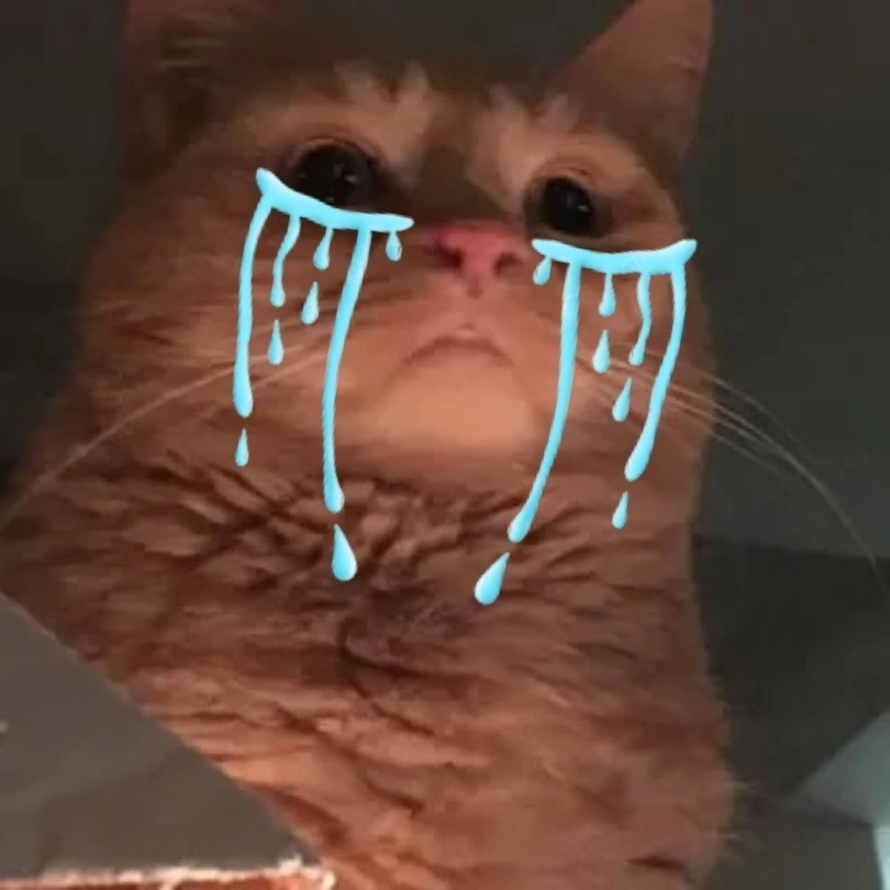 Cười ra nước mắt với meme mèo khóc cute