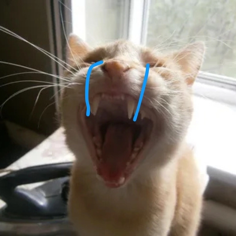 Thả ngay mèo khóc meme khi tâm trạng tụt mood cực mạnh