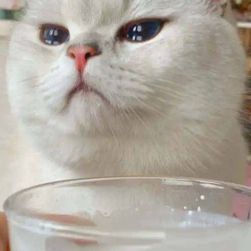 Không thể bỏ lỡ ảnh mèo meme khóc viral khắp diễn đàn