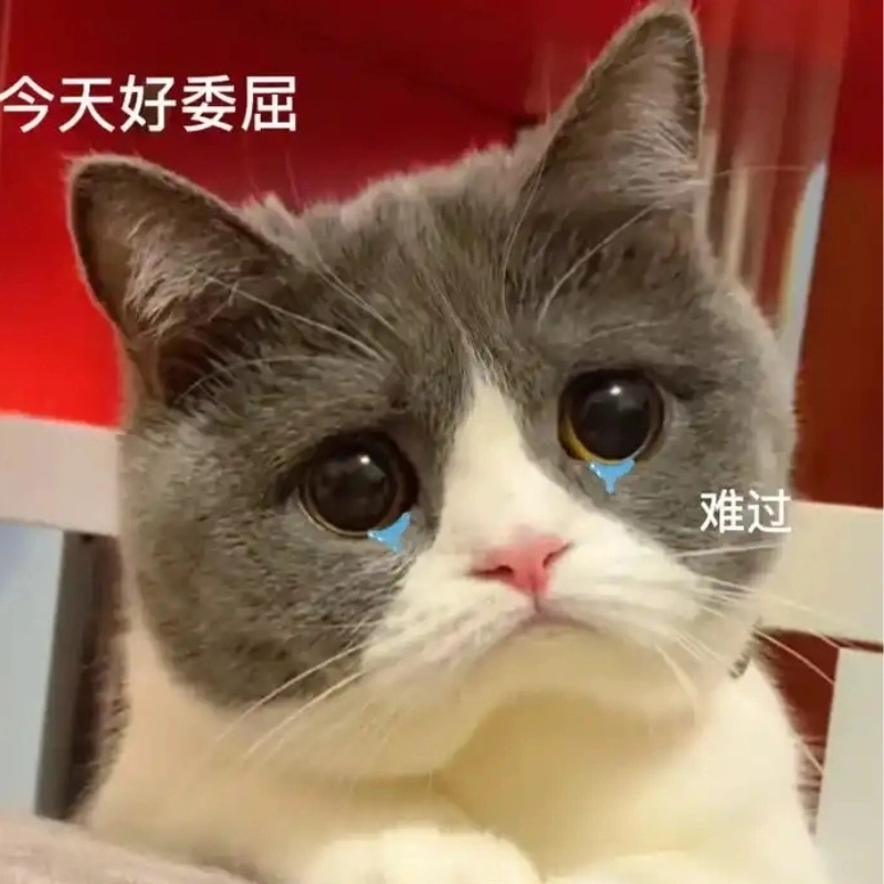 Bộ sưu tập khóc meme mèo cute khiến ai xem cũng phải bật cười