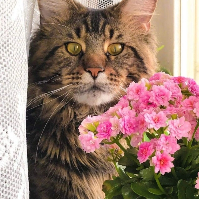 Meme mèo tặng hoa là gì?