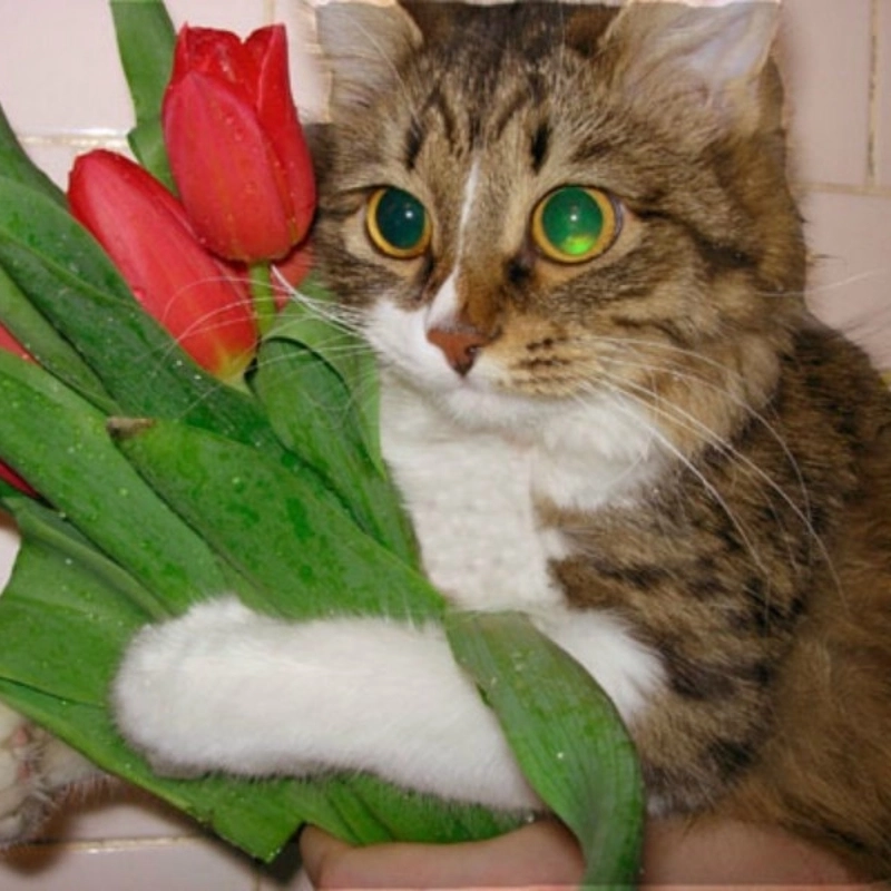 Nụ cười ngọt ngào đến từ bông hồng meme mèo cầm hoa