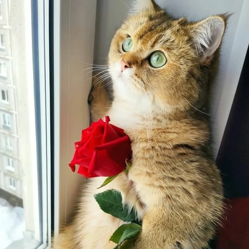 Khi cần gây bất ngờ hãy chọn meme con mèo cầm hoa cực đáng yêu