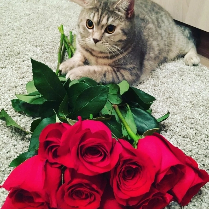 Ấm áp tình cảm với hình ảnh meme con mèo tặng hoa