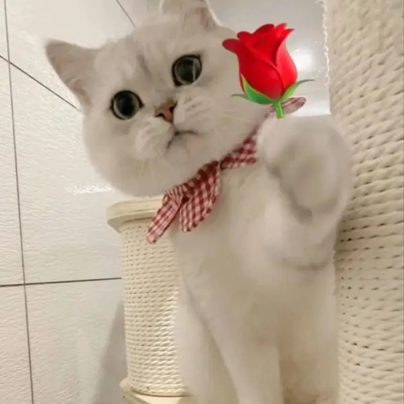 Lan tỏa tình yêu ngọt ngào từ meme mèo tặng hoa hồng