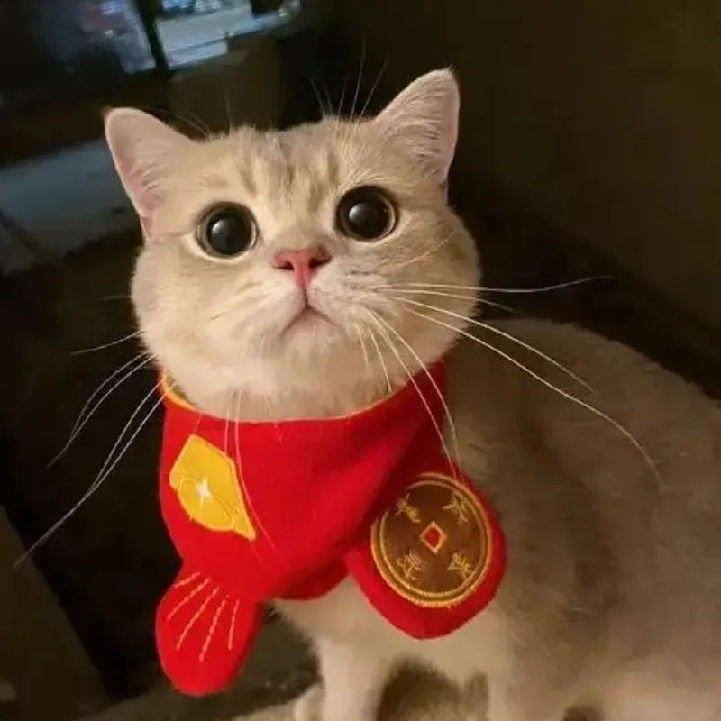 Đổi mới phong cách đón xuân với avatar mèo tết meme