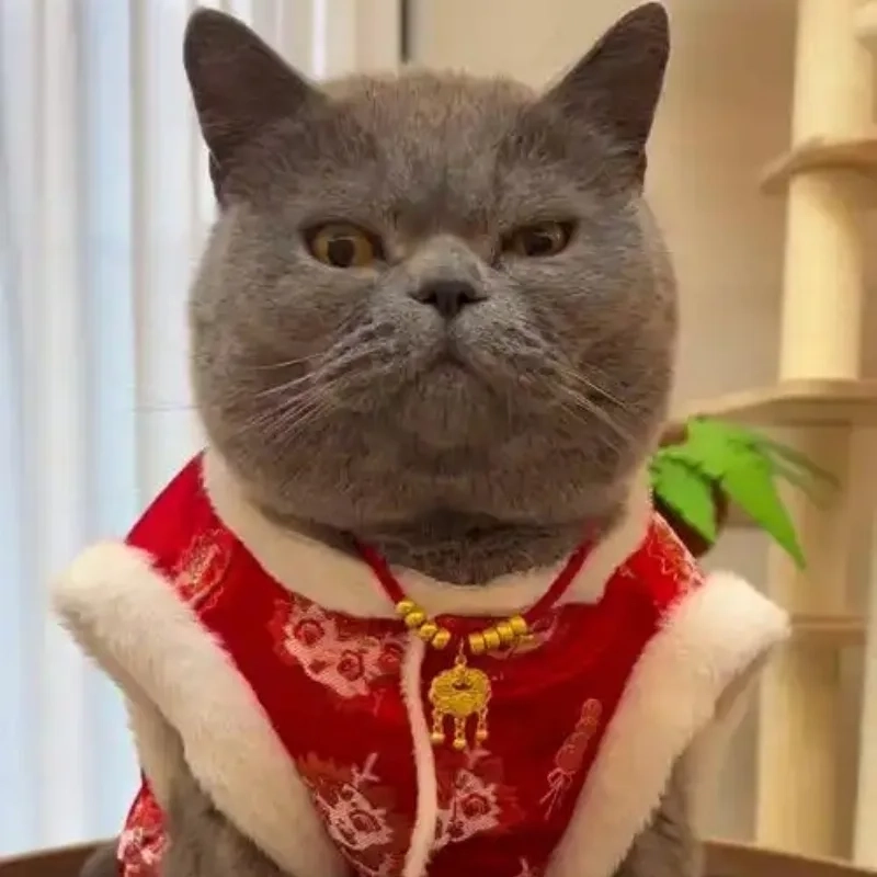 Meme mèo tết là gì?