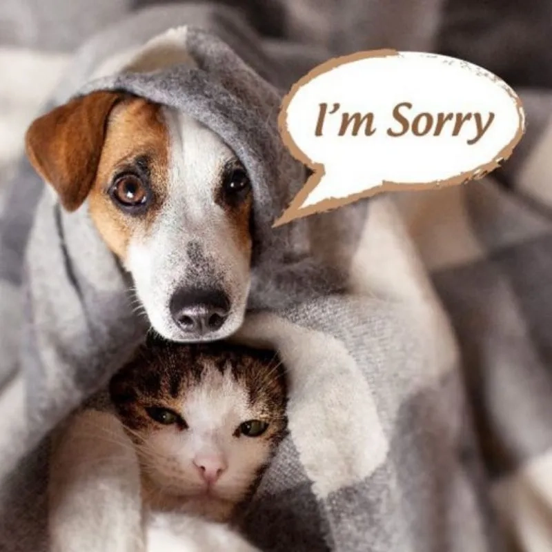 Khi ai đó làm bạn bực, gửi meme xin lỗi hài để hòa giải