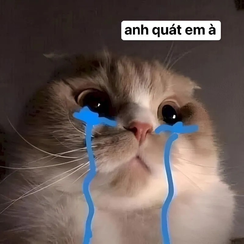 Khi muốn tỏ tình và xin lỗi cùng lúc meme xin lỗi người yêu