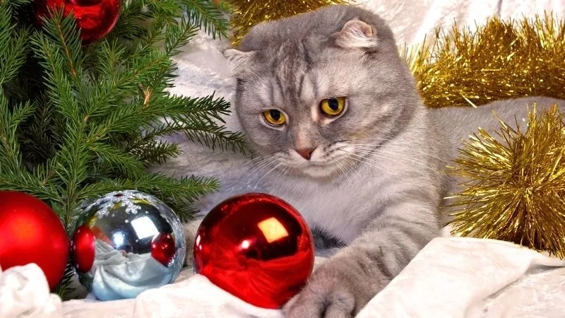 Cười sảng khoái với meme mèo vô tri đang viral khắp cộng đồng mạng