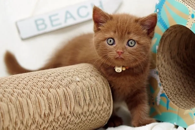 Biểu cảm độc lạ qua meme avatar vô tri mèo khiến ai cũng bất ngờ