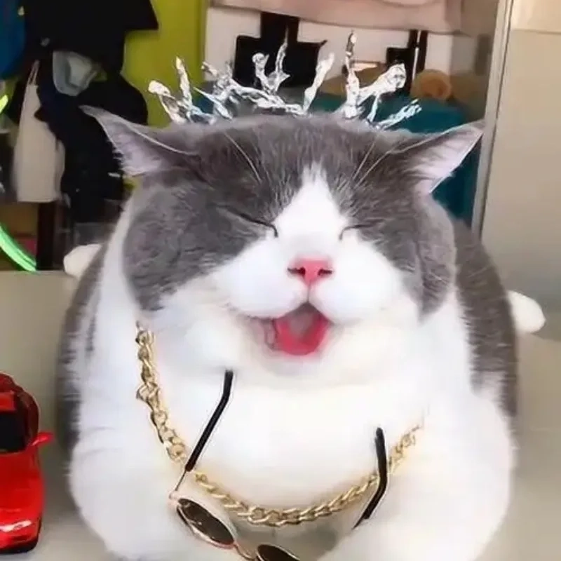 Trào lưu mới avatar vô tri mèo meme khiến giới trẻ phát cuồng