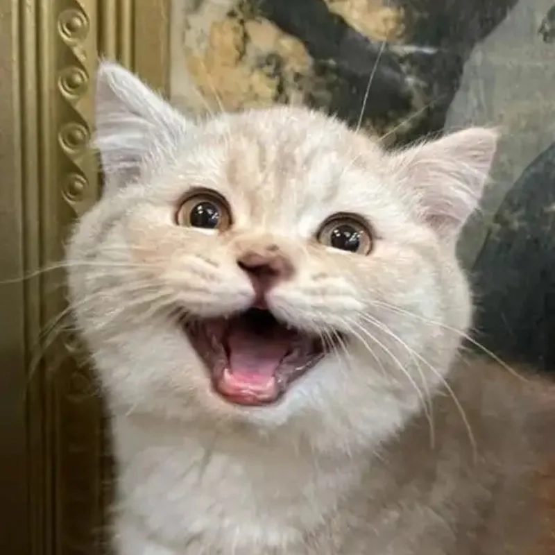 Chia sẻ liền tay meme meme avatar vô tri mèo siêu hot hiện nay