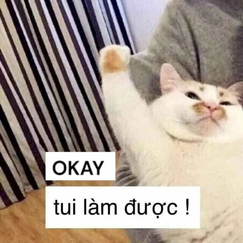 Giải trí mỗi ngày với meme ok cute dễ thương