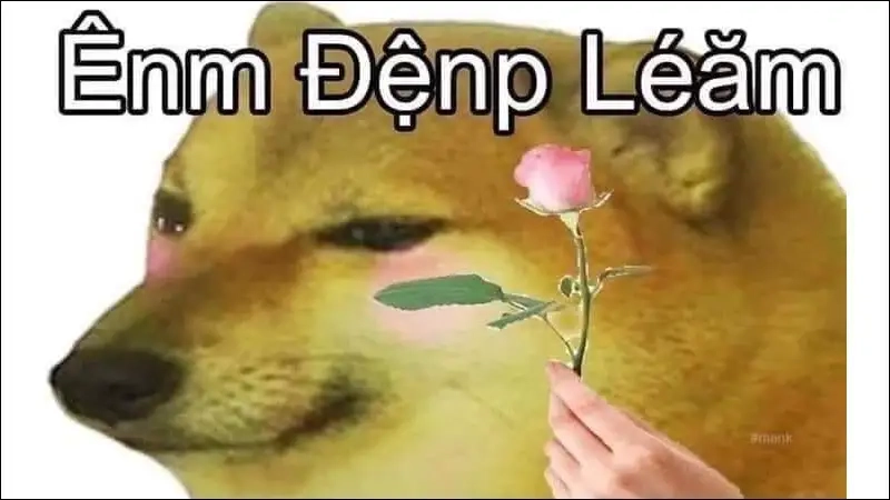 Bộ sưu tập con chó shiba meme độc lạ khó đỡ