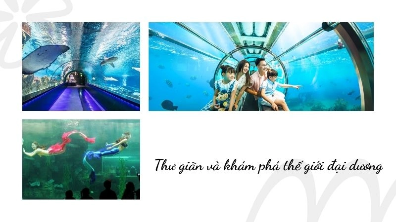 Trưa – Chiều: Thư giãn và khám phá thế giới đại dương 