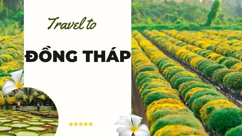 Khám phá Đồng Tháp – Vùng đất sen hồng miền Tây