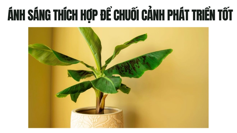 Điều kiện ánh sáng phù hợp cho chuối cảnh
